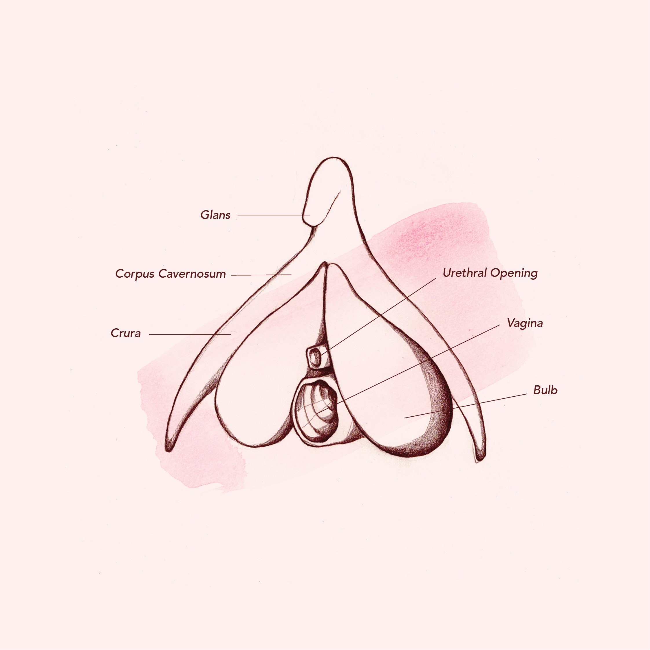 closed vaginal canal Closed vaginal canal