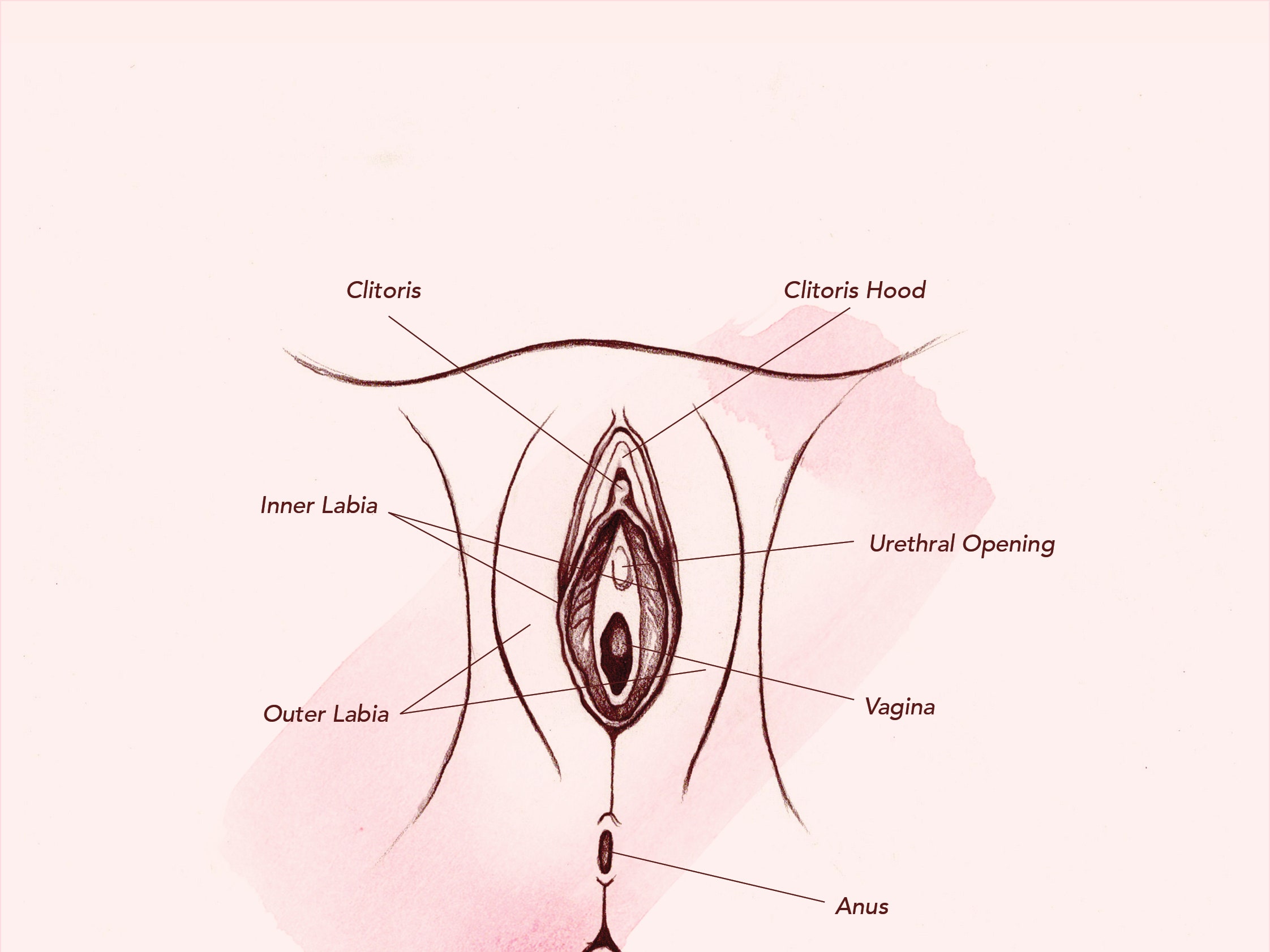 vagina-anatomy-outer.jpg